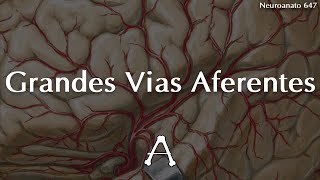 Grandes Vias Aferentes  Neuroanatomia [upl. by Inasah]