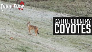 Cattle Country Coyotes  Coyote Hunting [upl. by Henrion782]