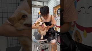 Smiles amp Cuddles Grooming Our Adorable Pembroke Welsh Corgi shorts dog pets animals trending [upl. by Dickson435]