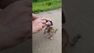 Piku ran to his father to drink milk monkey animals trendingshorts cute memes animals funny [upl. by Raimes]