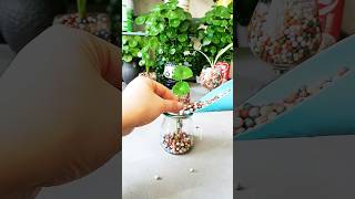 Good idea planning flowers in cup garden so beautiful diy gardening shortvideo shorts flowers [upl. by Schulein]