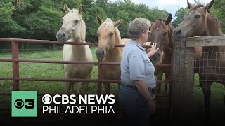 How 9 horses escaped from a Roxborough high school farm and ended up on Henry Avenue [upl. by Franky169]