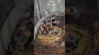 Thirsty Pedro the Brachypelma Hamorii 🧡 inverts invertebrates spider spiderspecies insects pet [upl. by Fitting]