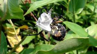 Huge Garden Spider Wrapping a Bumblebee [upl. by Ellenhoj]