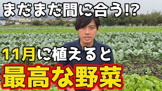 【秋冬野菜】11月に植えると最高な野菜を紹介します。【家庭菜園】 [upl. by Nerrawed]