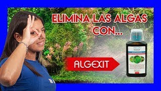 Cómo ELIMINAR ALGAS VERDES en el ACUARIO  Algexit [upl. by Nitsrek938]