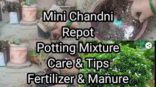 MAIN CHANDNI PLANT Report and Soil Mixture [upl. by Sue]