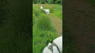 One Samoyed gets shouted and they all come running [upl. by Encrata834]