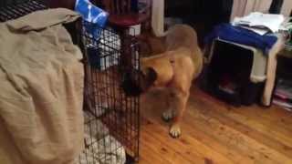 Boerboel South African Mastiff in labour [upl. by Acilgna]