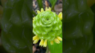 Calathea cylindrica “Cristal Verde” florestropicais plantas plantastropicais flores jardim fy [upl. by Cirdet]