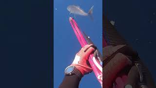 Spearfishing fishing woodenspeargun fish speargun spearfish shark spearow diy ocean spearo [upl. by Nilerual281]