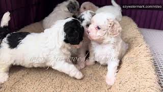 Growling and barking Cavapoo puppies cavapoopuppies puppygrowls puppybarks [upl. by Nref]