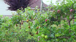 Tips to Espalier Pears [upl. by Tadashi723]