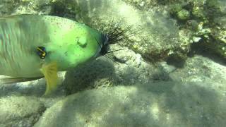 Broomtail Wrasse munching on sea urchins [upl. by Anicart935]