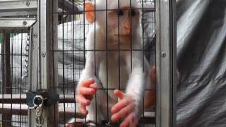 White Macaque Monkey Reaches Both Hands Pramuka Animal Market Indonesia [upl. by Iran906]