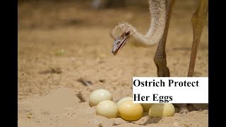 Ostrich Mom Protect Her EggsPerfect Mother Ostrich baby [upl. by Imas]