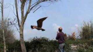 giant curlew mobile by Michael Chaikin metalchicken [upl. by Elrem]