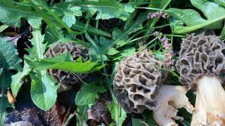 Première sortie au morilles  elles arrivent 👍👍 [upl. by Htebazile704]