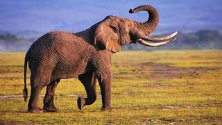 Best Elephant sound effectwildanimalsoundeffect [upl. by Enajiram71]