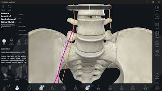 Lumbosacral plexus 4 Genitofemoral nerve شرح [upl. by Neiluj]