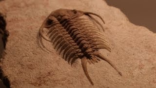 Rare Fossils of Ancient Trilobites [upl. by Taggart382]