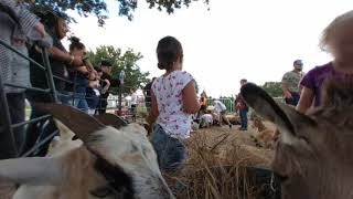 pumpkin farm petting zoo [upl. by Aihtekal768]