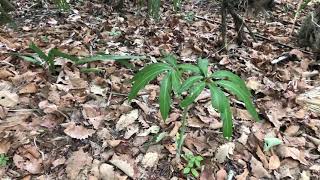 Plant Profile Green Dragon Arisaema Dracontium [upl. by Ynatterb952]