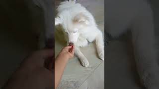 Easy handshake trick dogtraining dog trendingshorts training [upl. by Aicirt]