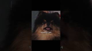 Those ocean eyes are closed now rip Yeontan 🥺🐾 [upl. by Rofotsirk]