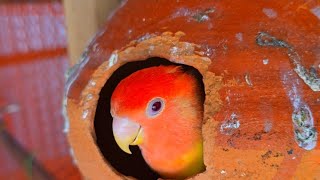 Lutino African love birds build a nest for breeding [upl. by Kylynn]