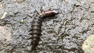 i found a dobsonfly larva and took it river bug [upl. by Ahsiekar740]