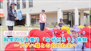 【めばえの時間】科学の心を養う体験～アゲハ蝶とのお別れ会～｜明星幼稚園 [upl. by Mcclees]