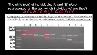 How to understand Gel Electrophoresis results 4 [upl. by Sackville]