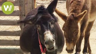 Smart Donkeys  Formerly an indispensable working animal animal documentary in HD [upl. by Ainesy]