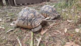 Leopard tortoise an introduction [upl. by Blancha245]