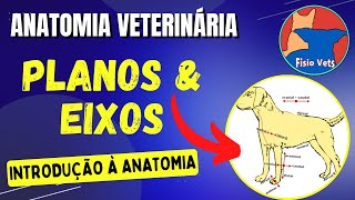 Planos e eixos anatômicos  Anatomia veterinária [upl. by Drusie931]