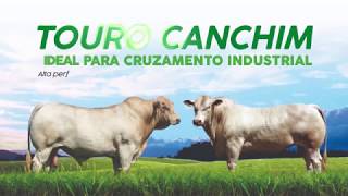 Canchim O Touro Feito para o Cruzamento a Campo [upl. by Akayas]