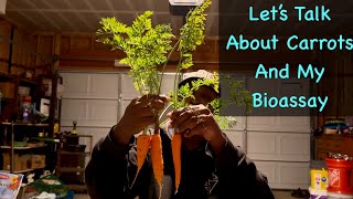 Bioassay Part 2  Restarting Plus Carrot Sampling bioassay soiltest composting inthesoil [upl. by Ahsenor325]