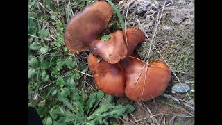 Omphalotus olearius commonly known as the jack o lantern mushroom [upl. by Franciska]