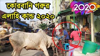 পাগলা গরুর আক্রমন  রাস্তায় নেমে কোরবানি গরুর ভয়ংকর আক্রমন ২০২০  Siddhirganj Gorur Haat [upl. by Oraneg]