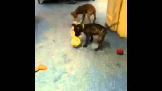 Dogs Trust Merseyside puppies [upl. by Stanley]