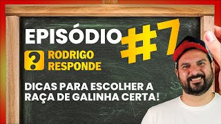 Quantas GALINHAS e qual RAÇA escolher [upl. by Brian]