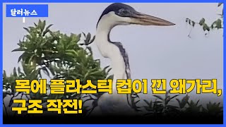 목에 플라스틱 컵이 낀 왜가리 브라질 수의사의 긴급 구조 작전 [upl. by Pacifa]