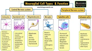 Neuroglial Cell Types by location and Basic function 6 Types of Glial cells and their function [upl. by Sholes12]