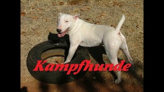 Kampfhunde  Eine kleine Einführung [upl. by Ahsinav]