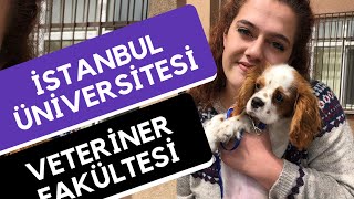 İstanbul Üniversitesi  Veteriner Fakültesi Veterinerlik  Hangi Üniversite Hangi Bölüm [upl. by Rebmat]