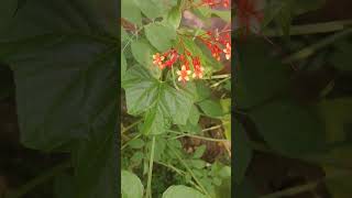 krishna keeridum my Clerodendrum paniculatumthe padogaplants gardeningtips [upl. by Naliorf947]