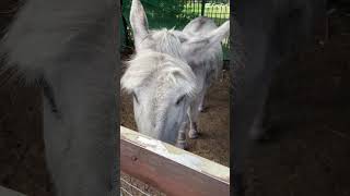 Angela and Alan Visit Spitalfields City Farm near Brick Lane in London [upl. by Audres]