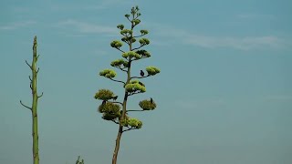 Agave americana in bloom [upl. by Roderica]