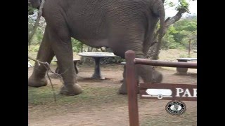 Nyalazi Gate Elephant Parking [upl. by Tirrell]